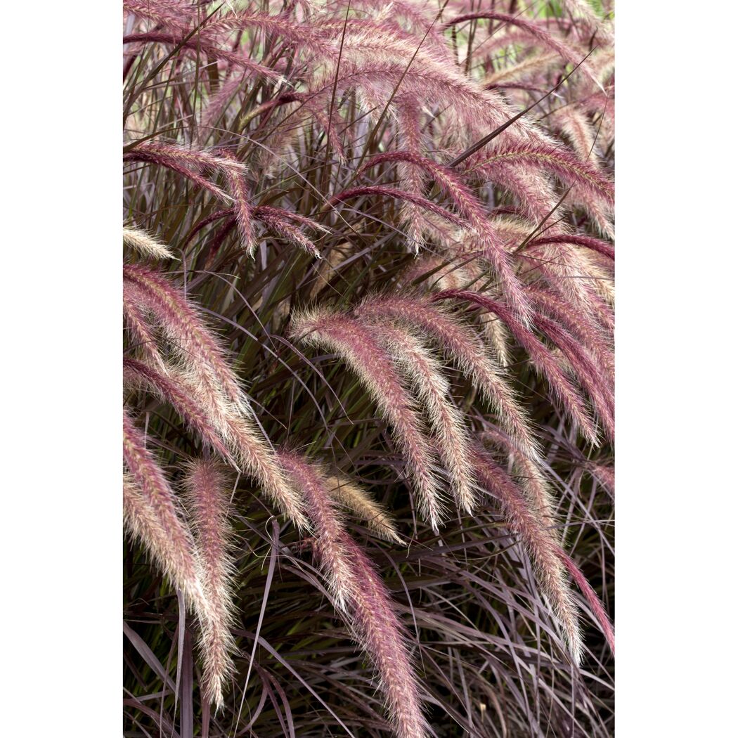 Lampenputzergras 'Rubrum', 19 cm Topf