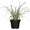 Lampenputzergras 'Rubrum', 19 cm Topf