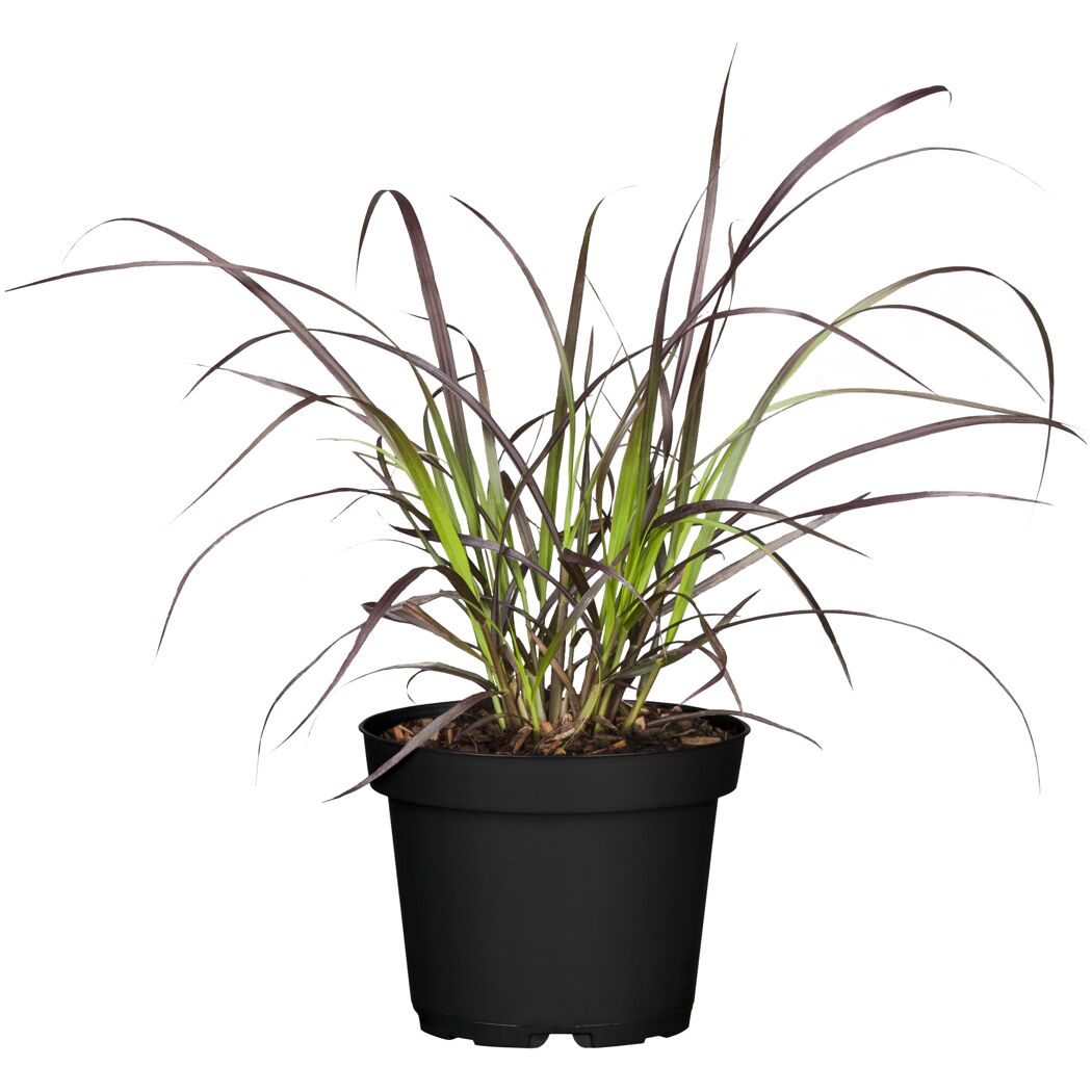 Lampenputzergras 'Rubrum', 19 cm Topf