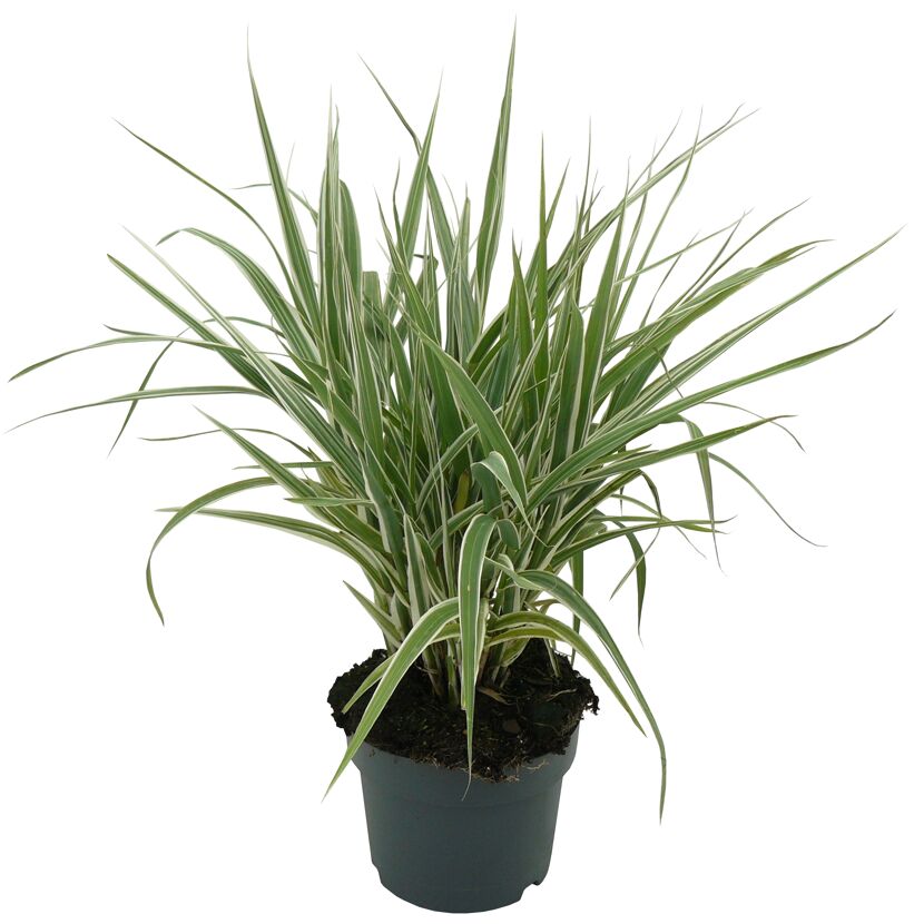Garten-Pfahlrohr 'Variegata' 19 cm Topf