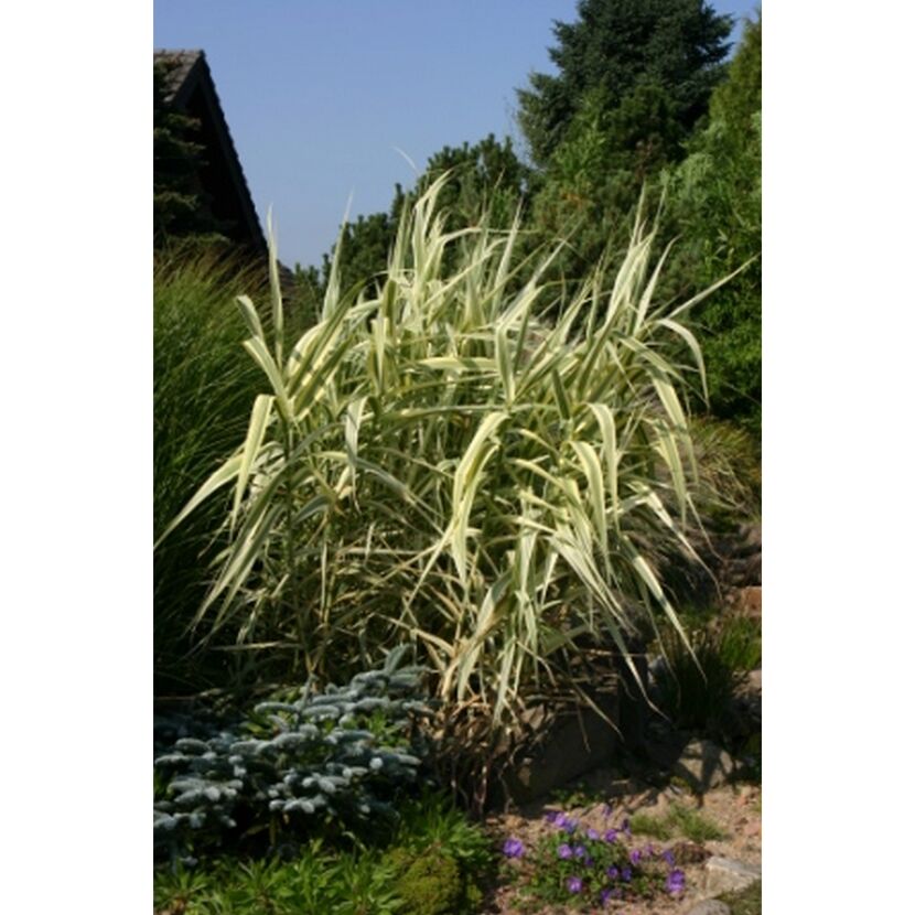 Garten-Pfahlrohr 'Variegata' 19 cm Topf