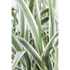 Garten-Pfahlrohr 'Variegata' 19 cm Topf