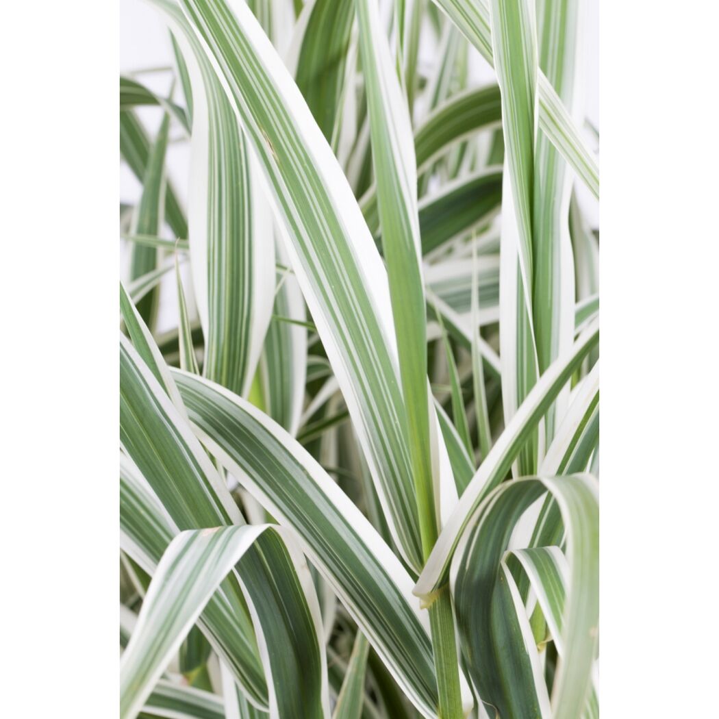 Garten-Pfahlrohr 'Variegata' 19 cm Topf