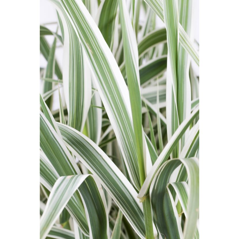 Garten-Pfahlrohr 'Variegata' 19 cm Topf