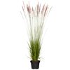 Reitgras 'Karl Foerster' 19 cm Topf