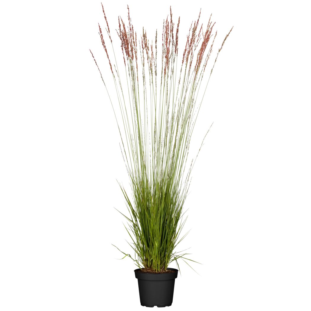 Reitgras 'Karl Foerster' 19 cm Topf