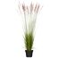 Reitgras 'Karl Foerster' 19 cm Topf