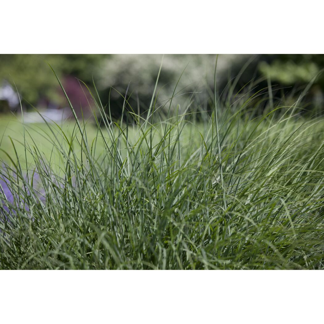 Rasen Schmiele, 19 cm Topf