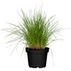 Rasen Schmiele, 19 cm Topf