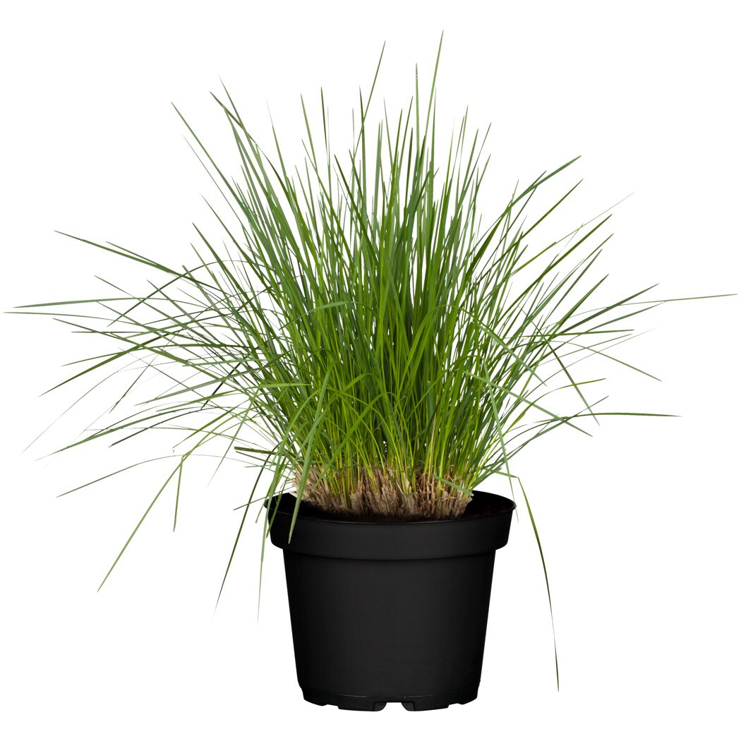 Rasen Schmiele, 19 cm Topf