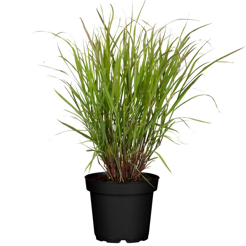 Rutenhirse 'Rehbraun' 19 cm Topf