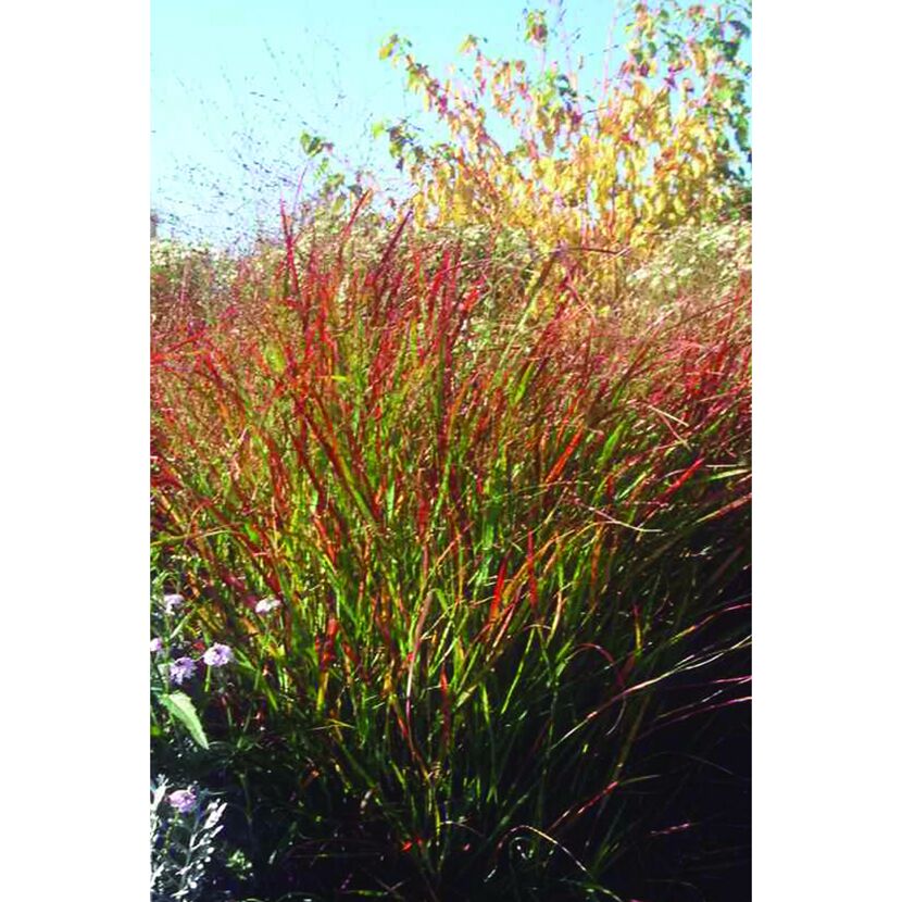 Rutenhirse 'Rehbraun' 19 cm Topf