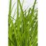 Rutenhirse 'Rehbraun' 19 cm Topf
