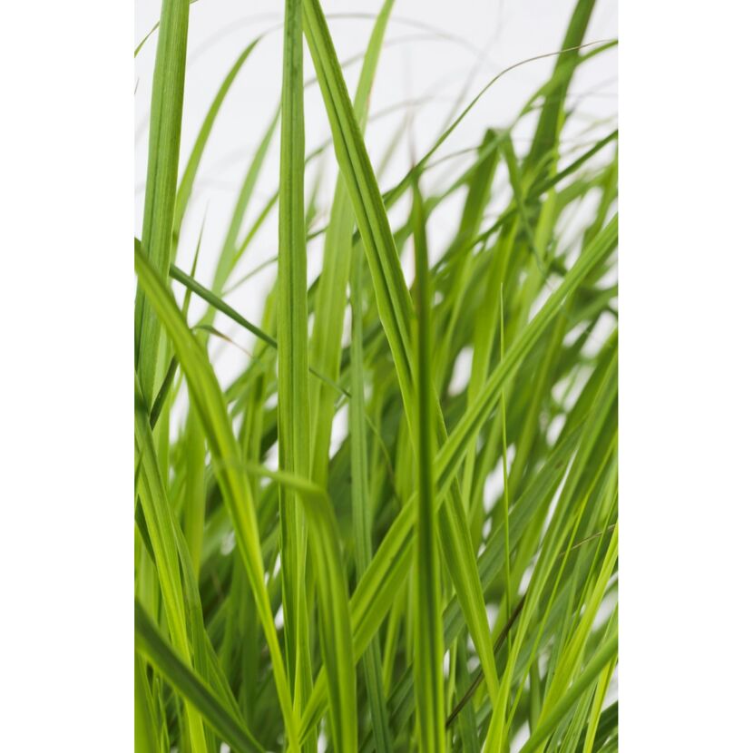 Rutenhirse 'Rehbraun' 19 cm Topf