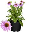 hauptbild