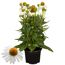 Topfpflanze mit weißen Blüten und orangenem Blütenkopf