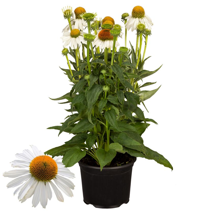 Topfpflanze mit weißen Blüten und orangenem Blütenkopf