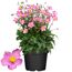 Topfpflanze mit rosa Blüten und grünen Blättern