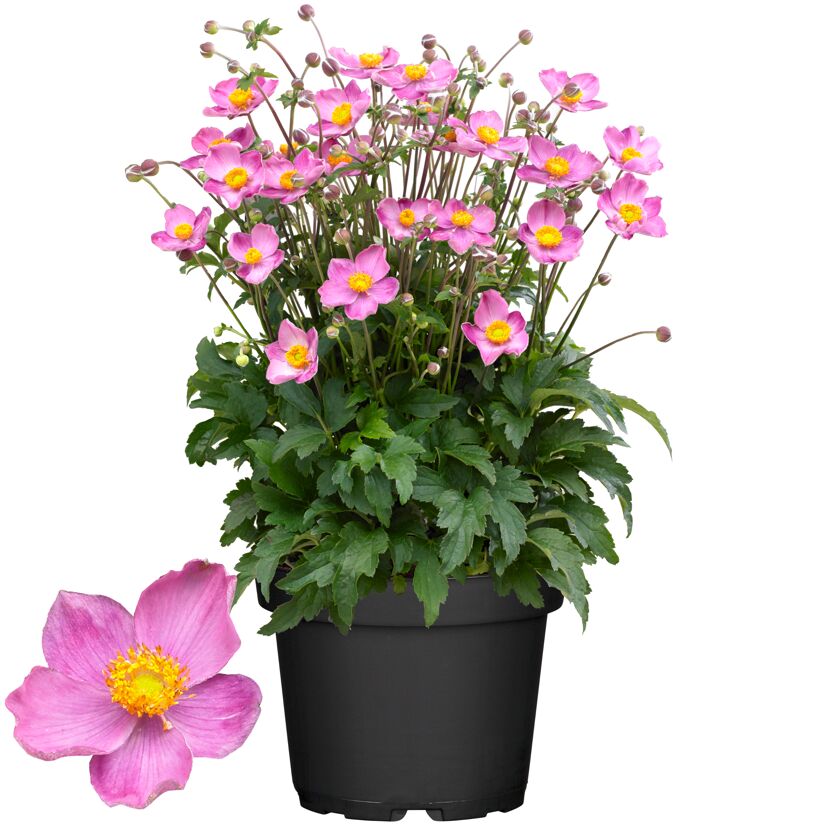 Topfpflanze mit rosa Blüten und grünen Blättern