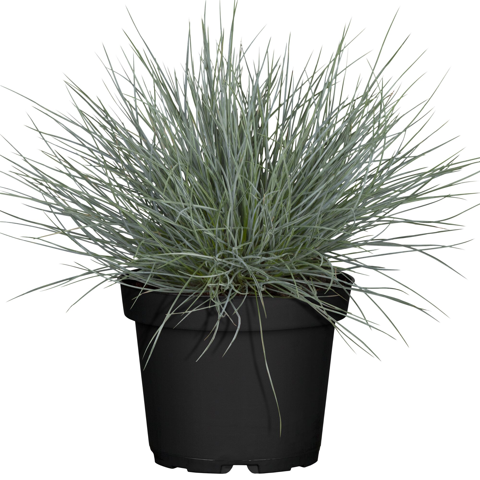 Blauschwingel in schwarzem Topf