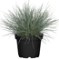 Blauschwingel 9,5 cm Topf