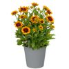 Sonnenhut 'Sunbeckia' 23 cm Topf