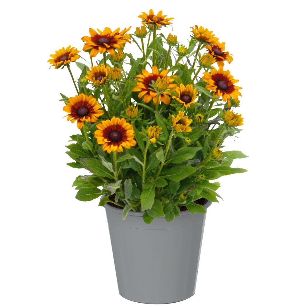 Sonnenhut 'Sunbeckia' 23 cm Topf