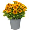 Sonnenhut 'Sunbeckia' 23 cm Topf