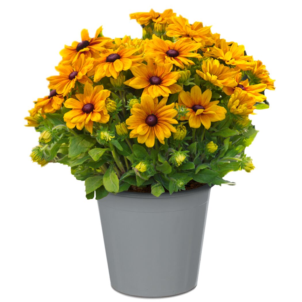 Sonnenhut 'Sunbeckia' 23 cm Topf