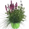 Stauden-Trio 13 cm Topf