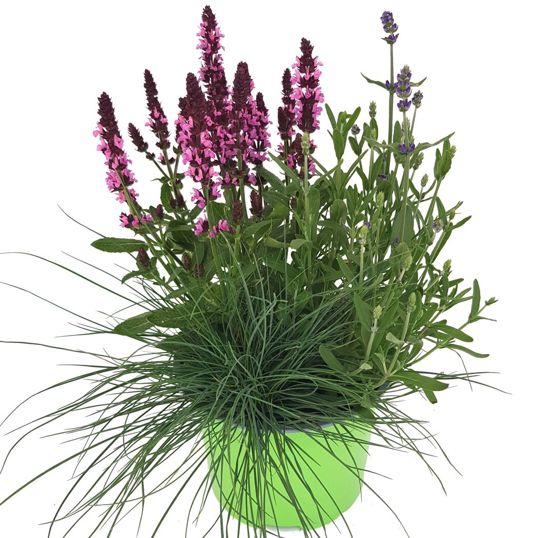 Stauden-Trio 13 cm Topf
