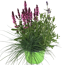 Stauden-Trio 13 cm Topf