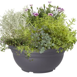 Mischbepflanzung 'Autumn Friends' 25 cm Schale