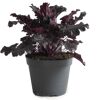 Purpurglöckchen 'Indian Summer' verschiedene Farben 15 cm Topf