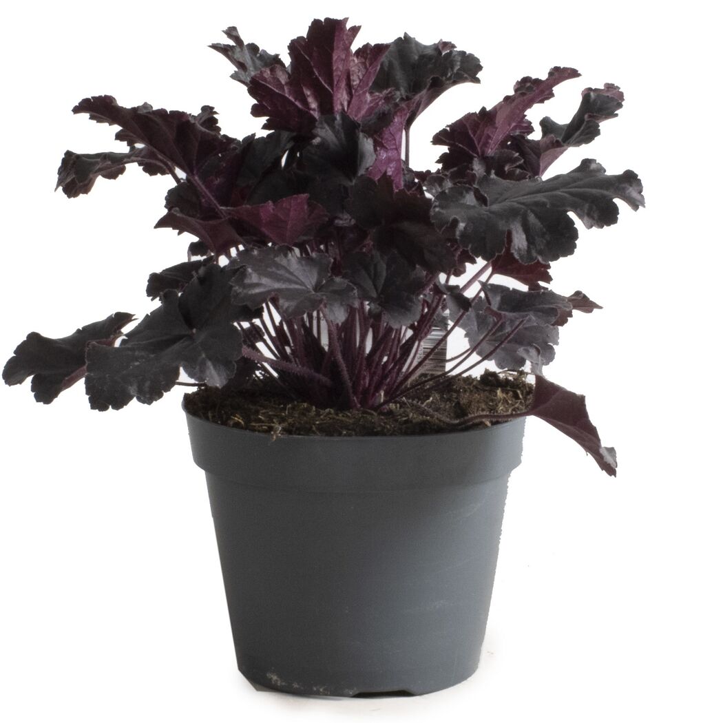 Purpurglöckchen 'Indian Summer' verschiedene Farben 15 cm Topf