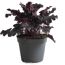Purpurglöckchen 'Indian Summer' verschiedene Farben 15 cm Topf