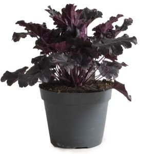 Purpurglöckchen 'Indian Summer' verschiedene Farben 15 cm Topf