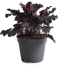 Purpurglöckchen 'Indian Summer' verschiedene Farben 15 cm Topf