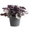 Purpurglöckchen 'Indian Summer' verschiedene Farben 15 cm Topf