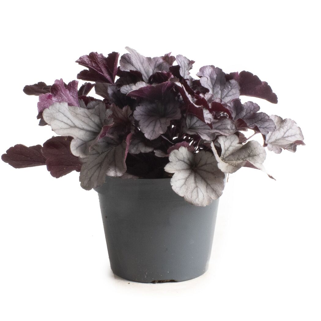 Purpurglöckchen 'Indian Summer' verschiedene Farben 15 cm Topf