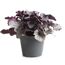 Purpurglöckchen 'Indian Summer' verschiedene Farben 15 cm Topf