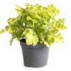 Purpurglöckchen 'Indian Summer' verschiedene Farben 15 cm Topf