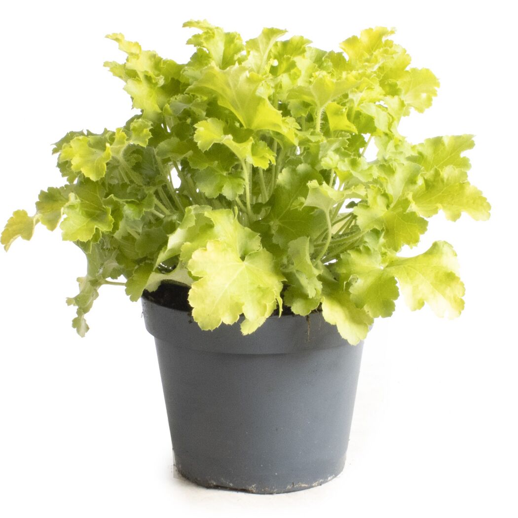 Purpurglöckchen 'Indian Summer' verschiedene Farben 15 cm Topf