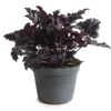 Purpurglöckchen 'Indian Summer' verschiedene Farben 15 cm Topf