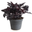 Purpurglöckchen 'Indian Summer' verschiedene Farben 15 cm Topf
