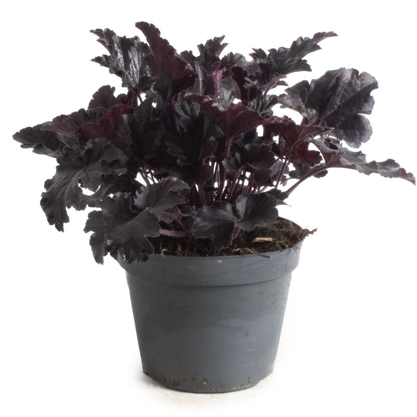 Purpurglöckchen 'Indian Summer' verschiedene Farben 15 cm Topf