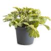 Purpurglöckchen 'Indian Summer' verschiedene Farben 15 cm Topf