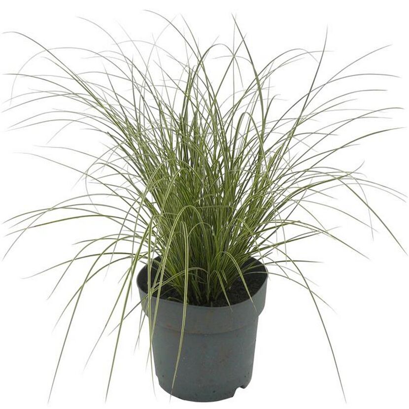 Gräser verschiedene Sorten 14 cm Topf