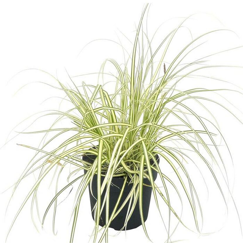 Gräser verschiedene Sorten 14 cm Topf