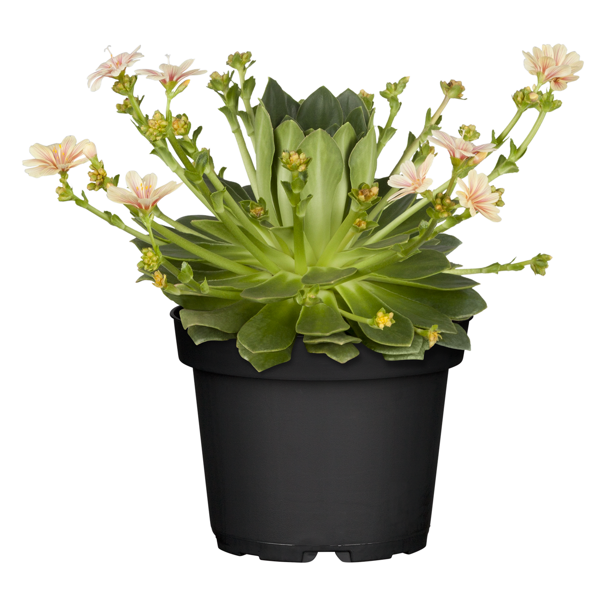 Bitterwurz verschiedene Farben 11 cm Topf